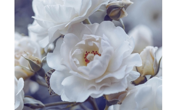 Фотообои MP-4-00003 Роскошные белые розы