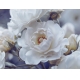 Фотообои MP-4-00003 Роскошные белые розы №1