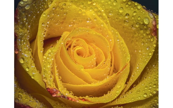 Фотообои MP-4-00005 Крупный цветок желтой розы в каплях