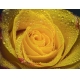 Фотообои MP-4-00005 Крупный цветок желтой розы в каплях №1