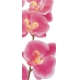 Фотообои AG Design 0027 FT Розовая Орхидея, 90 × 202 см, 1 лист №1
