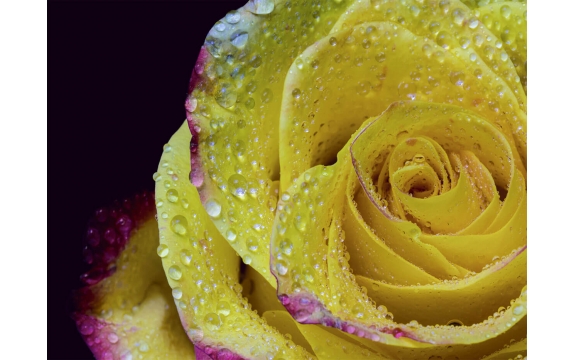 Фотообои MP-4-00006 Желтая роза на темном фоне в каплях росы
