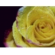 Фотообои MP-4-00006 Желтая роза на темном фоне в каплях росы №1