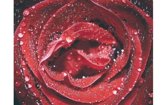 Фотообои MP-4-00007 Ярко-красная роза в каплях росы