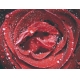Фотообои MP-4-00007 Ярко-красная роза в каплях росы №1