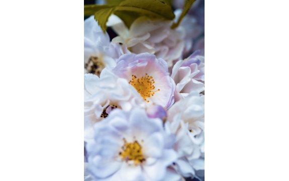 Фотообои MP-2-00008 Нежные бело-розовые розы