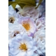Фотообои MP-2-00008 Нежные бело-розовые розы №1