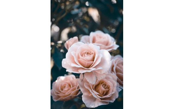 Фотообои MP-2-00010 Цветущие розы