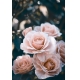 Фотообои MP-2-00010 Цветущие розы №1
