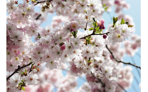 Фотообои Komar 8NW-507 «Весна» (Spring), 368 × 254 см, 8 листов