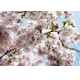 Фотообои Komar 8NW-507 «Весна» (Spring), 368 × 254 см, 8 листов №1