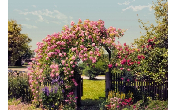 Фотообои Komar 8-936 «Розовый Сад» (Rose Garden), 368 × 254 см, 8 листов