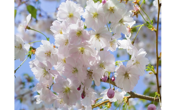 Фотообои MP-4-00017 Ветки цветущей сакуры