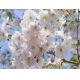 Фотообои MP-4-00017 Ветки цветущей сакуры №1