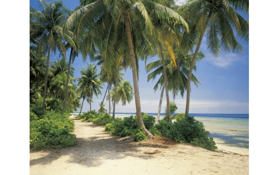 Фотообои Komar 8-313 «Кокосовый Пляж» (Coconut Beach), 368 × 254 см, 8 листов