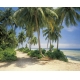 Фотообои Komar 8-313 «Кокосовый Пляж» (Coconut Beach), 368 × 254 см, 8 листов №1