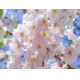 Фотообои MP-4-00020 Цветы сакуры №1