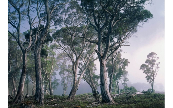 Фотообои Komar 8-523 «Фантастический Лес» (Fantasy Forest), 368 × 254 см, 8 листов