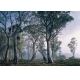 Фотообои Komar 8-523 «Фантастический Лес» (Fantasy Forest), 368 × 254 см, 8 листов №1