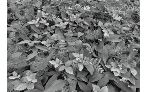 Фотообои Komar 8-914 «Цветы в лесу» (Forest Floor), 368 × 254 см, 8 листов