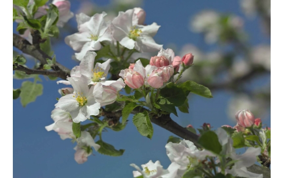 Фотообои Komar 8-735 «Яблоневый цвет» (Primavera), 368 × 254 см, 8 листов