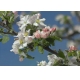 Фотообои Komar 8-735 «Яблоневый цвет» (Primavera), 368 × 254 см, 8 листов №1