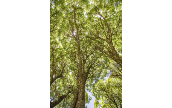 Фотообои MP-2-00029 Ветки ивы, кроны деревьев в густом лесу