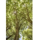 Фотообои MP-2-00029 Ветки ивы, кроны деревьев в густом лесу №1