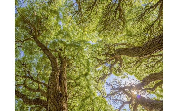 Фотообои MP-4-00031 Ветки ивы, старые деревья в лесу