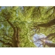 Фотообои MP-4-00031 Ветки ивы, старые деревья в лесу №1