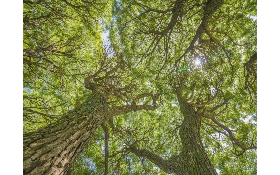 Фотообои MP-4-00032 Деревья ивы в зелени в весеннем лесу