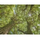 Фотообои MP-4-00032 Деревья ивы в зелени в весеннем лесу №1