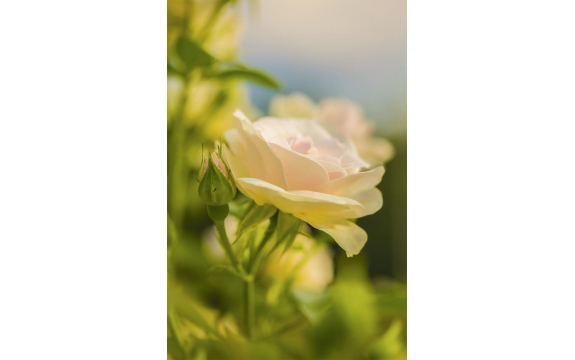 Фотообои MP-2-00034 Утренняя роза в саду