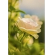 Фотообои MP-2-00034 Утренняя роза в саду №1