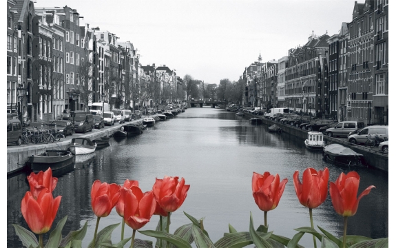Фотообои FTS-02-00009 Красные тюльпаны на фоне черно-белого города