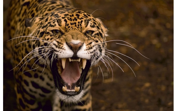 Фотообои FTS-03-00003 Рычащий леопард