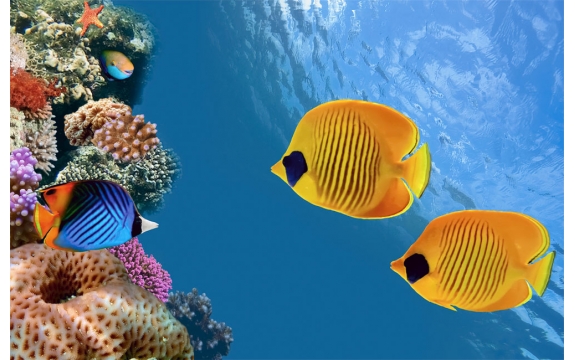 Фотообои FTS-03-00009 Желтые рыбки под водой, подводный мир моря
