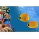 Фотообои FTS-03-00009 Желтые рыбки под водой, подводный мир моря №1