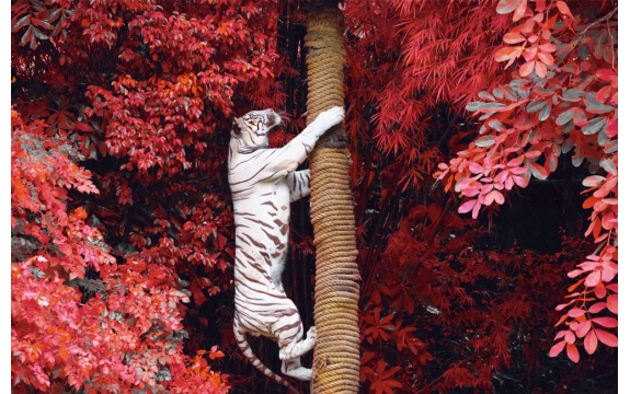 Фотообои FTS-03-00010 Белый тигр в листве