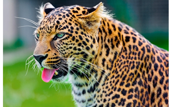 Фотообои FTS-03-00011 Леопард с высунутым языком