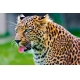 Фотообои FTS-03-00011 Леопард с высунутым языком №1