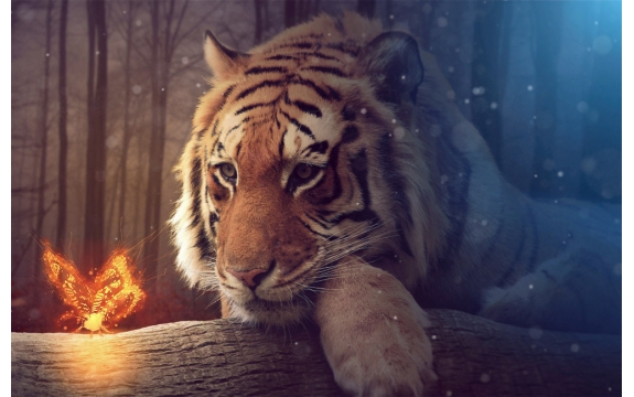 Фотообои FTS-03-00013 Тигр и огненая бабочка