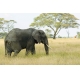 Фотообои FTS-03-00014 Слон в саванне №1