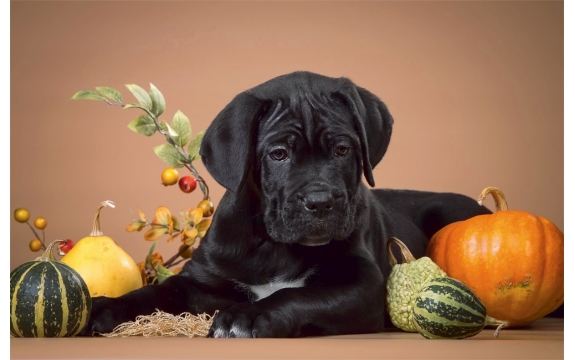 Фотообои FTS-03-00015 Черный щенок и овощи