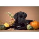 Фотообои FTS-03-00015 Черный щенок и овощи №1