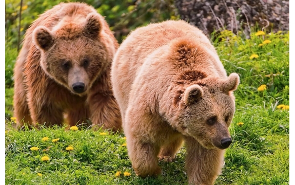 Фотообои FTS-03-00019 Два медведя