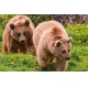 Фотообои FTS-03-00019 Два медведя №1