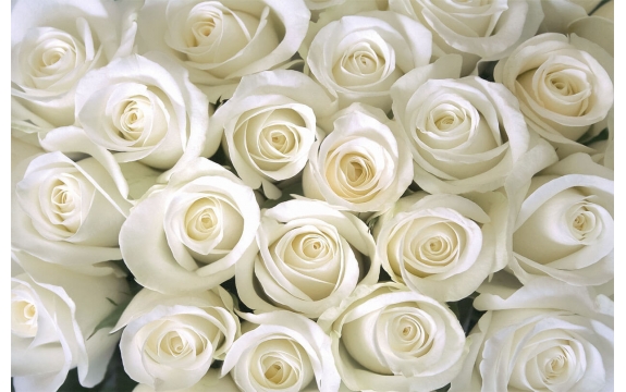 Фотообои FTS-06-00001 Крупные белые розы