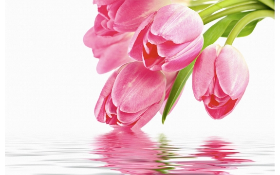 Фотообои FTS-06-00003 Тюльпаны над водой