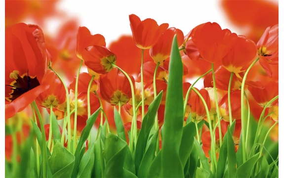 Фотообои FTS-06-00004 Поле красных тюльпанов
